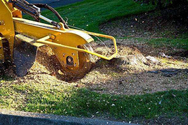 Best Grass Overseeding  in Marlboro, NY